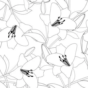 Lily on White Background Stock Illustration