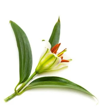 Lily on white background Stock Photos