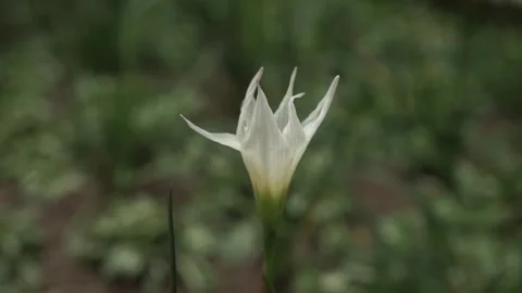 Lily white Stock Footage 309445859