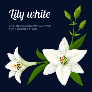 Lily white. Stock Illustration