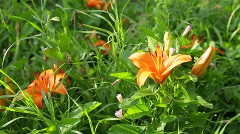 Lily in the wind Stock Footage 52815011