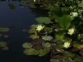 Lily Yellow 10 Loop Web Footage