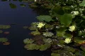 Lily Yellow 10 Loop Footage