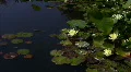 Lily Yellow 10 Loop HD Footage