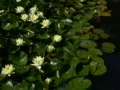 Lily Yellow 3 Loop Web Footage