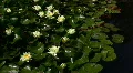 Lily Yellow 3 Loop HD Footage