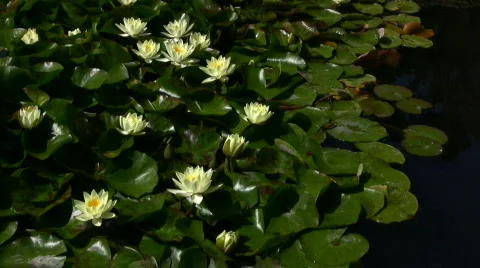 Lily Yellow 3 Loop Stock Footage