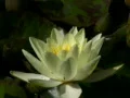 Lily Yellow 4 Bee Web Footage