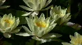 Lily Yellow 6 Loop HD Footage