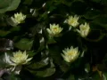 Lily Yellow 7 Loop Web Footage