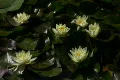 Lily Yellow 7 Loop Footage