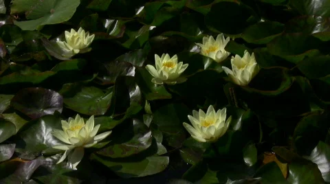 Lily Yellow 7 Loop Stock Footage