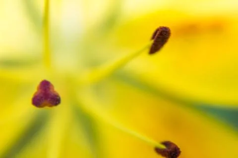 Lily yellow abstract texture. Macro photography with blur Foto stock