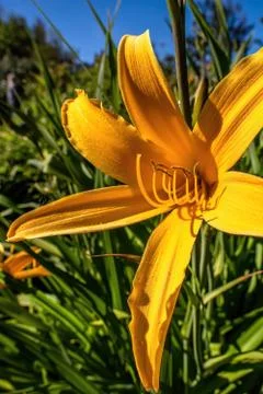 Lily yellow Foto stock