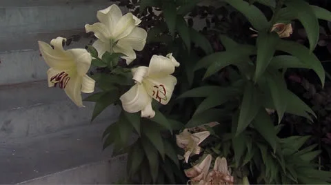 Lily1 Video stock 25997904