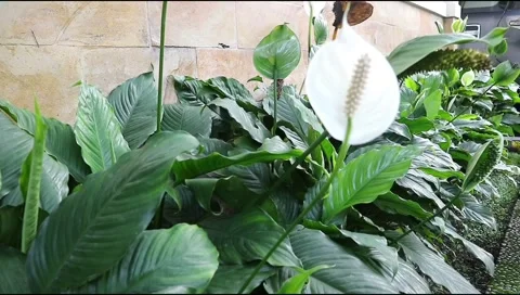 Lily1 Stock Footage 288067766