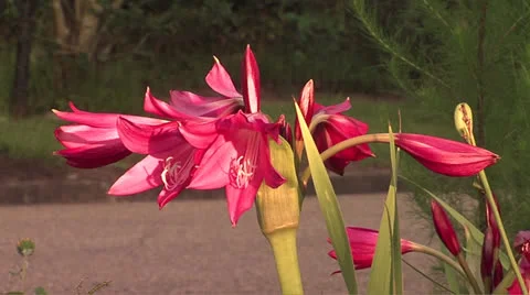 Lily2 Video stock 25997900