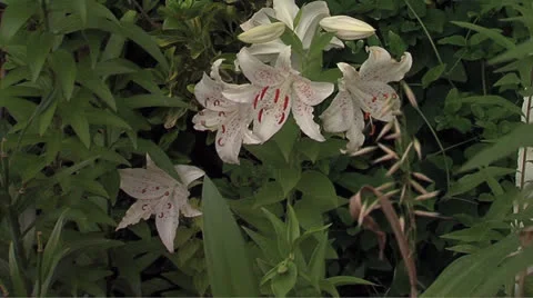 Lily4 Video stock 25997920