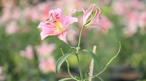 Lilyandwind HD Stock Footage 35006425