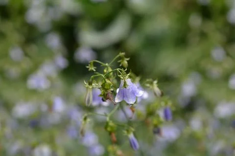 Lilyleaf ladybell Stock Photos