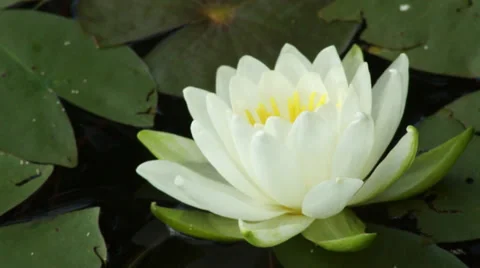 A Lilypad Flower on a Lake Stock Footage 34280591