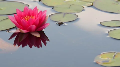 Lilypad in a koi pond Stock Footage 44265310