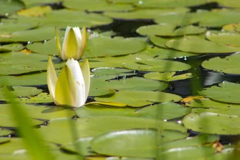 Lilypad Stock Photos