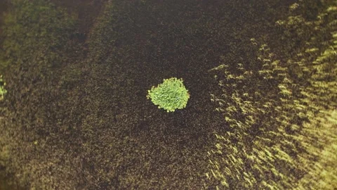 Lilypad Spin Stock Footage 171869440