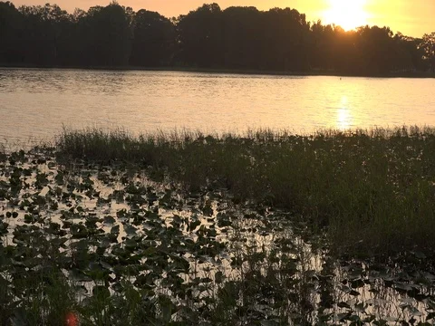 Lilypads in a lake Video stock 75916081