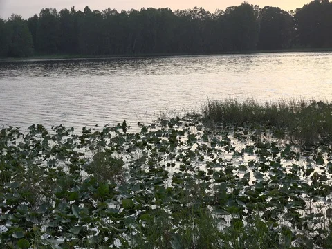 Lilypads in a lake Video stock 75916101