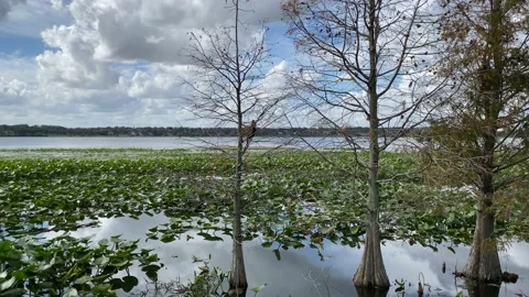Lilypads on lake with Trees Video stock 178190175
