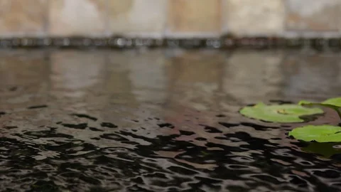 Lilypads On The Pond Stock Footage 104783726