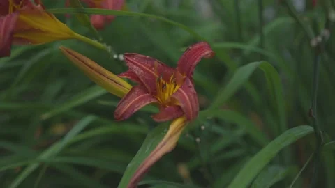 Lily's blowing in the breeze. Stock Footage 157702283