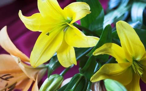 Lilys Foto stock