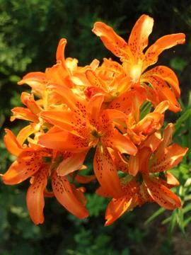 Lilys Stock Photos