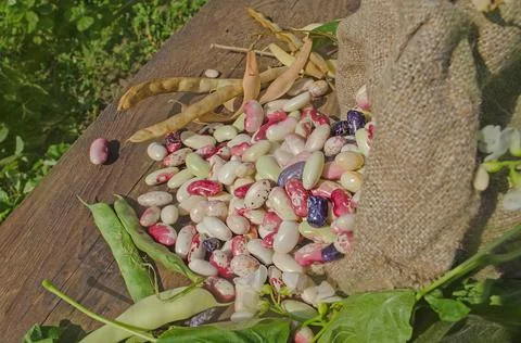 Lima beans in burlap bag Фото