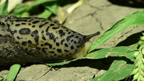 Limax maximus, leopard slug, great grey slug, keeled slug. Slug eats the grass Stock Footage 162916688