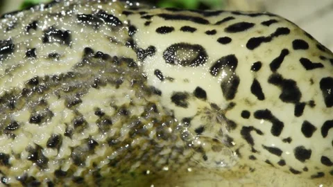 Limax maximus, leopard slug, great grey slug, keeled slug. Slug close-up. Stock Footage 162917657