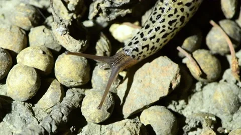 Limax maximus, leopard slug, great grey slug, keeled slug. Stock Footage 166803106