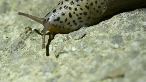 Limax maximus, leopard slug, great grey slug, keeled slug. Stock Footage 166803201