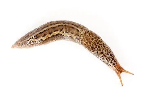 Limax maximus - leopard slug Stock Photos