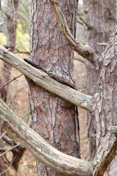 Limb Growing through Tree Stock Photos