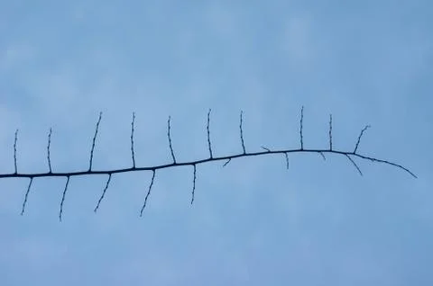 Limb in the sky Stock Photos