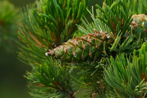 Limber Pine Pinecone Stock Photos