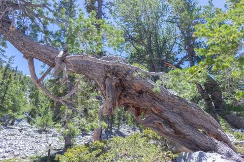 Limber Pine Tree Stock Photos