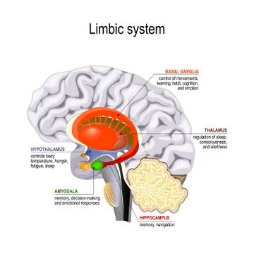 Limbic system. Cross section of the human brain Stock Illustration