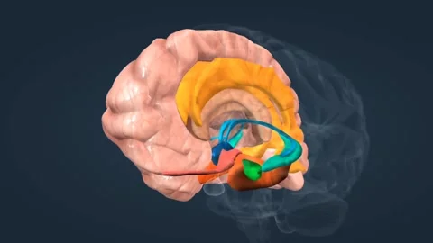 The limbic system Stock Footage 269203780