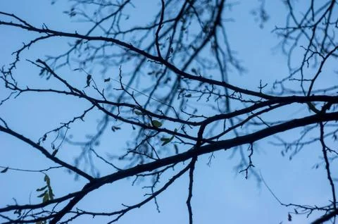 Limbs in the sky Stock Photos