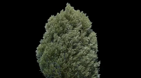 Lime 01 Stock Footage 8681785