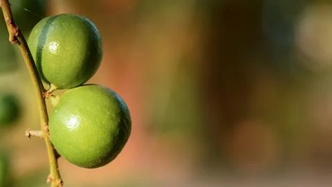 Lime with big fruit will be sold at a good price. Stock Photos
